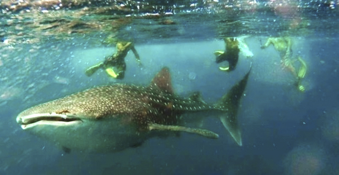 Tourists in Sabah Swim and Take Pictures with Whale Shark in a Rare Scene - WORLD OF BUZZ