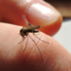 Here’s Why Some People Are More Prone to Mosquito Bites Than Others - WORLD OF BUZZ 4