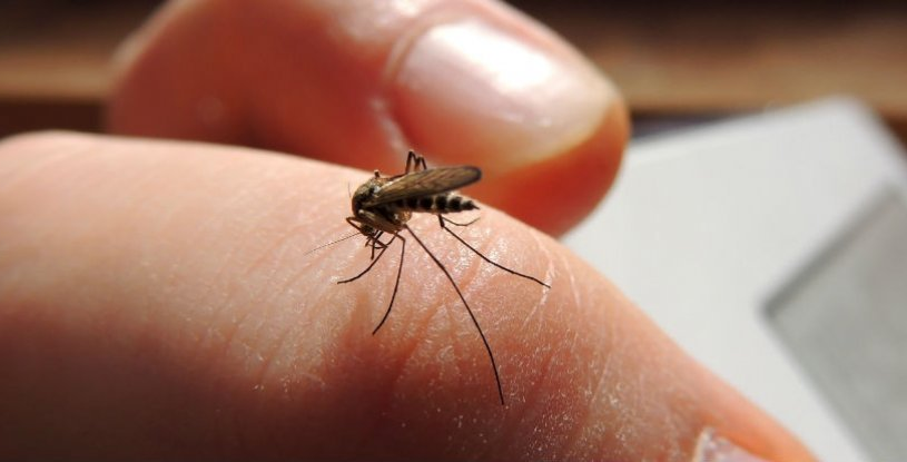 Here’s Why Some People Are More Prone to Mosquito Bites Than Others - WORLD OF BUZZ 4