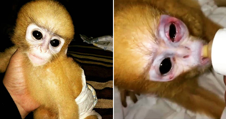 M'sian Activist Slams Trend of Buying Exotic Wild Monkeys as Pets, Says We're Killing Them - WORLD OF BUZZ 5