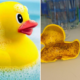 Study Shows Toy Rubber Ducks Have Millions of Bacteria Which Can Make Children Sick - WORLD OF BUZZ 2