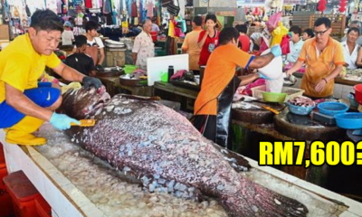 This 152kg Giant Grouper Costs RM7,600 and a Malaysian Guy Actually Bought It! - WORLD OF BUZZ