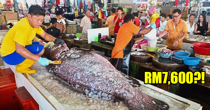 This 152kg Giant Grouper Costs RM7,600 and a Malaysian Guy Actually Bought It! - WORLD OF BUZZ
