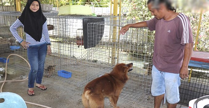 This Malay Family has a Four Big Dogs, Including a Wolfhound and a Husky! - WORLD OF BUZZ