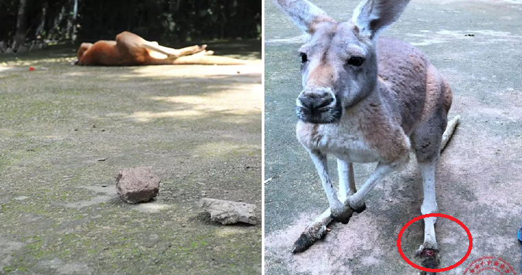 Inconsiderate Zoo Visitors Kills Kangaroo By Throwing Bricks Just to See Her Jump - WORLD OF BUZZ 3
