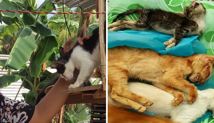 M'sian Man Calls Radio Station to Confess That He Poisoned & Killed 25 Cats - WORLD OF BUZZ 3