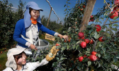 Starting April, You Can Earn At Least RM46/Hour Working in New Zealand - WORLD OF BUZZ 2