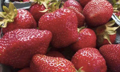 Strawberry Crowned As The Dirtiest Fruit As 22 Pesticide Residues Found in One Sample - WORLD OF BUZZ