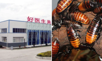 World's Largest Roach Farm Breeds 6 Billion Cockroaches a Year for 'Healing Potion' - WORLD OF BUZZ 6