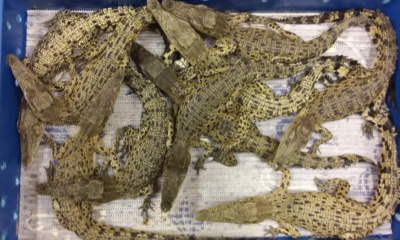 50 Live Crocodiles From M'sia Seized at London Airport, 10 Crammed into Each Box - WORLD OF BUZZ