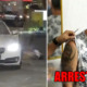 Alleged Mastermind of JB Petrol Station Murder Nabbed in Thailand After 6 Months On the Run - WORLD OF BUZZ