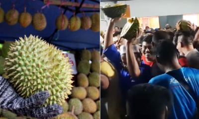 Durian Orchard Owner Gives Away Nearly 1k Durians to Celebrate Pakatan Harapan’s Win - WORLD OF BUZZ 5