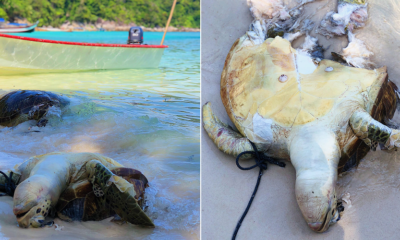 Two Turtles Found Dead in Pulau Perhent - WORLD OF BUZZ