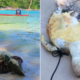 Two Turtles Found Dead in Pulau Perhent - WORLD OF BUZZ
