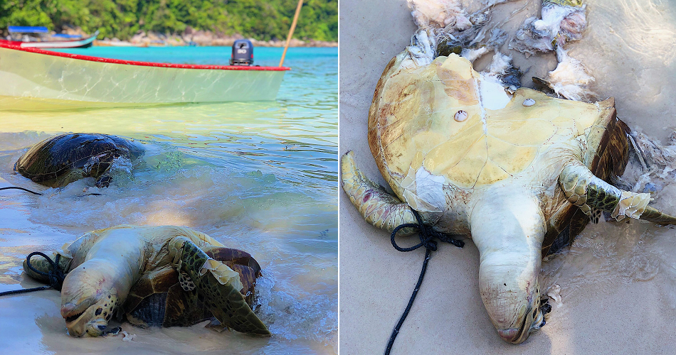 Two Turtles Found Dead in Pulau Perhent - WORLD OF BUZZ