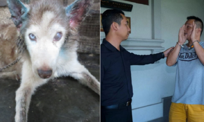 M'sian Guilty of Neglecting Own Husky Jailed & Fined RM8,000 For Animal Cruelty - WORLD OF BUZZ