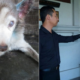M'sian Guilty of Neglecting Own Husky Jailed & Fined RM8,000 For Animal Cruelty - WORLD OF BUZZ
