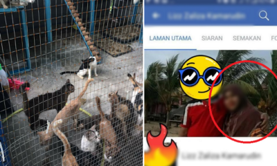 Be Careful Before You Give Your Fur Babies Away! - WORLD OF BUZZ 10