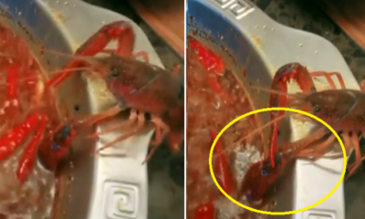 Crayfish Amputates Own Claw To Survive Being Dinner And Gets Adopted By Diner Instead - WORLD OF BUZZ 2