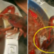 Crayfish Amputates Own Claw To Survive Being Dinner And Gets Adopted By Diner Instead - WORLD OF BUZZ 2
