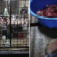 Foreign Workers Use Utensils from Roast Meat Shop to Kill and Cook Dog Meat in Cheras - WORLD OF BUZZ 4