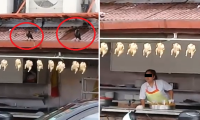 M'sians Outraged After Popular Melaka Restaurant Exposed for Displaying Chicken Meat Outdoors - WORLD OF BUZZ 3