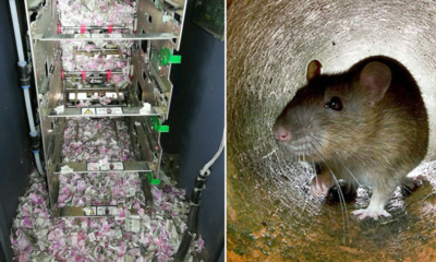 Rats Nibble Through RM72,000 Worth of Cash After Breaking Into ATM Machine - WORLD OF BUZZ