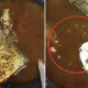 Live Maggots Found in Asam Pedas Dish, Famous Melaka Restaurant Ordered to Shut Down - WORLD OF BUZZ