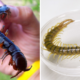 Two Chinese Patients Infected With Life-Threatening Parasite Disease After Eating Raw Centipedes - WORLD OF BUZZ 1