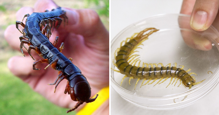 Two Chinese Patients Infected With Life-Threatening Parasite Disease After Eating Raw Centipedes - WORLD OF BUZZ 1