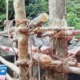 Enforcers Continue Breaking Down Blockade After Orang Asli Finish Singing 'Negaraku' - WORLD OF BUZZ