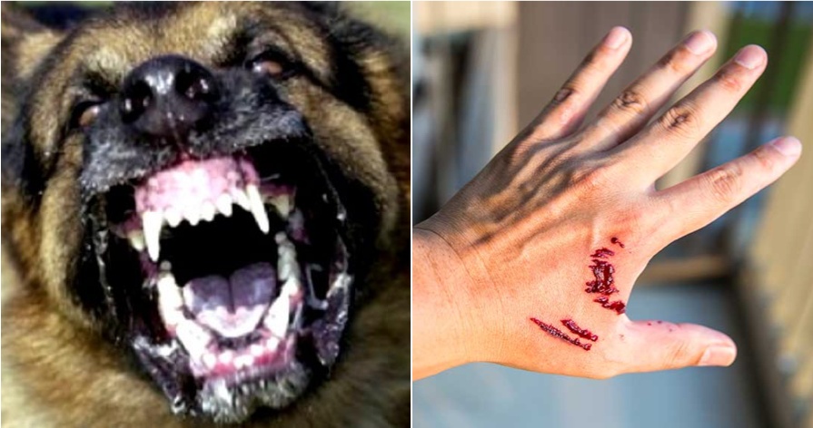 Rabies - WORLD OF BUZZ 2