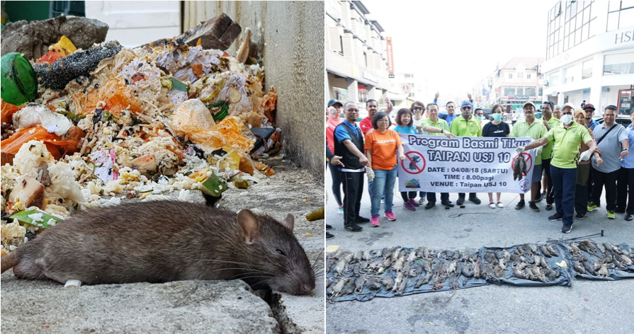 Rats Everywhere! NGOs Uncovered Taipan's Rodent Reality - WORLD OF BUZZ