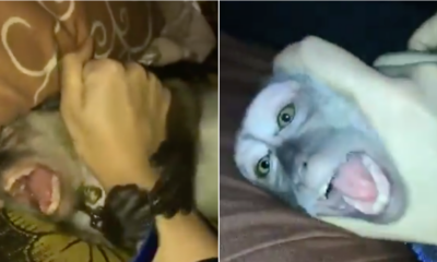 Watch: Girl Allegedly Abuse Her Pet Monkey, Causes Uproar - WORLD OF BUZZ 3