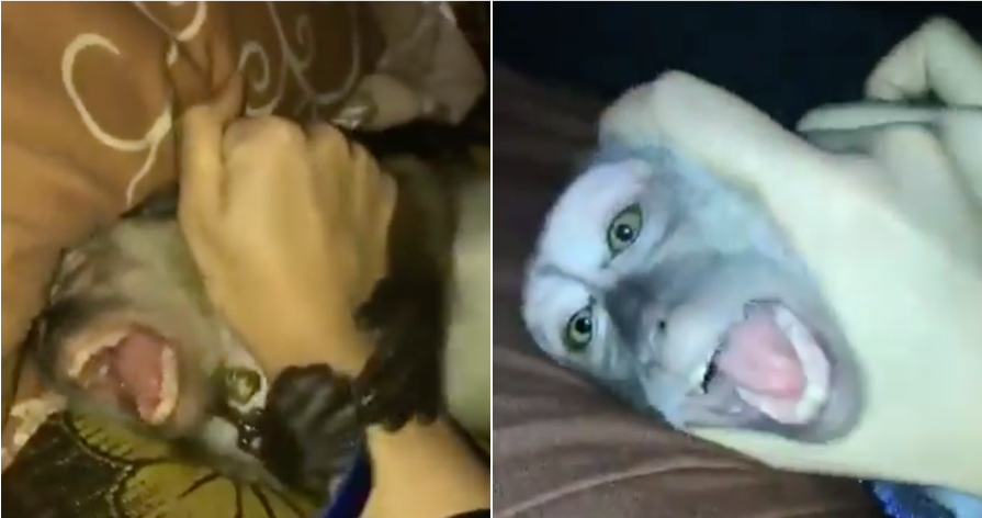 Watch: Girl Allegedly Abuse Her Pet Monkey, Causes Uproar - WORLD OF BUZZ 3