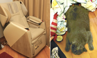 Woman's Cat Tragically Crushed to Death by the Moving Parts of Massage Chair - WORLD OF BUZZ