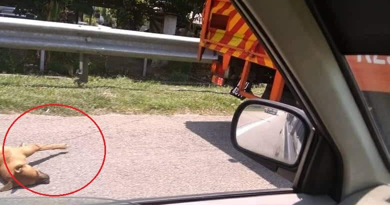 Photo of Dog Being Dragged Behind Maintenance Lorry Goes Viral, PIT Crew Faces Suspension - WORLD OF BUZZ