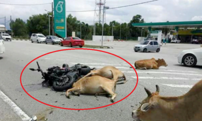49yo Man in Coma After Being Trampled On By 30 Cows While OTW to Lunch in Terengganu - WORLD OF BUZZ 3