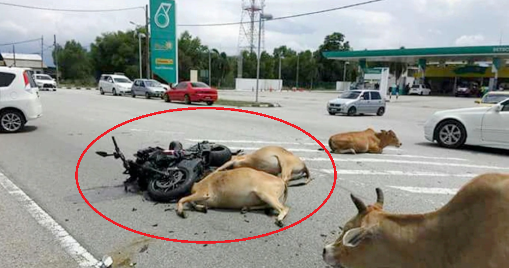 49yo Man in Coma After Being Trampled On By 30 Cows While OTW to Lunch in Terengganu - WORLD OF BUZZ 3