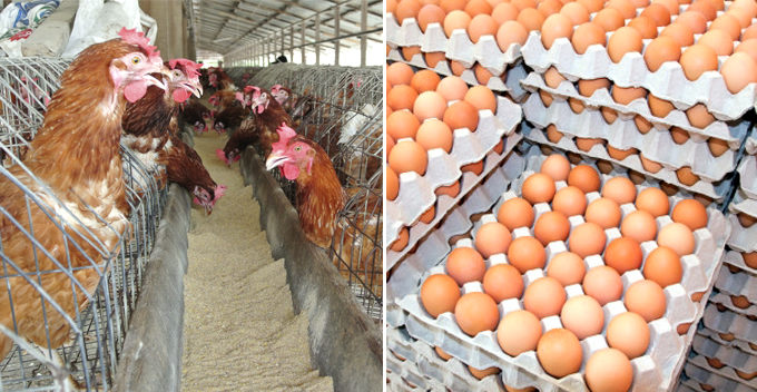 Each Tray of Eggs in Selangor and KL Now Cost RM1.20 More, Here's Why - WORLD OF BUZZ