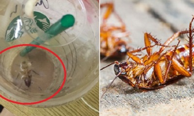 Lady in Malacca Finds a Huge Cockroach After She Finished Her Starbucks Drink! - WORLD OF BUZZ