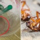 Lady in Malacca Finds a Huge Cockroach After She Finished Her Starbucks Drink! - WORLD OF BUZZ