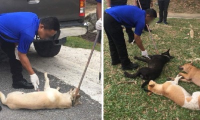 Seremban Stray Dogs Caught and Euthanised Publicly on Streets, Netizens Outraged - WORLD OF BUZZ 8