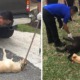 Seremban Stray Dogs Caught and Euthanised Publicly on Streets, Netizens Outraged - WORLD OF BUZZ 8