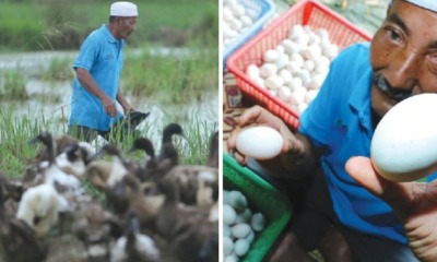 This Malaysian Man Earns RM12,000 a Month By Just Selling Duck Eggs! - WORLD OF BUZZ 3