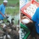 This Malaysian Man Earns RM12,000 a Month By Just Selling Duck Eggs! - WORLD OF BUZZ 3