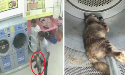 Two Cruel M'sians Caught on CCTV Trapping Pregnant Cat in Dryer and Killing Her - WORLD OF BUZZ 6