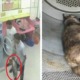 Two Cruel M'sians Caught on CCTV Trapping Pregnant Cat in Dryer and Killing Her - WORLD OF BUZZ 6