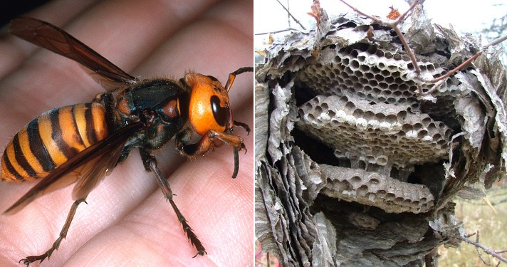 UPSR Candidate Dies After Being Stung By a Swarm of Hornets - WORLD OF BUZZ 3