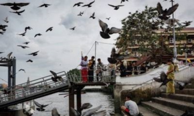 You Can Get Fined Over RM3,000 or Even Jailed For Feeding Pigeons in Thailand - WORLD OF BUZZ 2